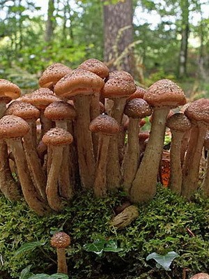 Edible spruce mushrooms: photo and description