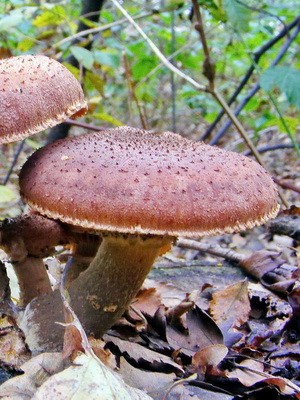 Edible spruce mushrooms: photo and description