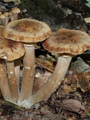 Edible spruce mushrooms: photo and description