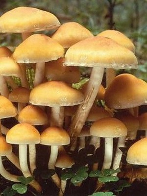 Edible spruce mushrooms: photo and description