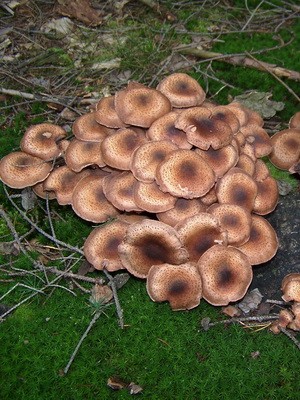 Edible spruce mushrooms: photo and description