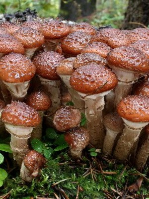 Edible spruce mushrooms: photo and description