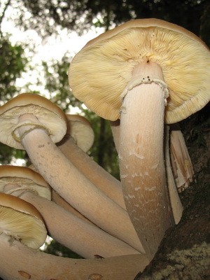 Edible spruce mushrooms: photo and description