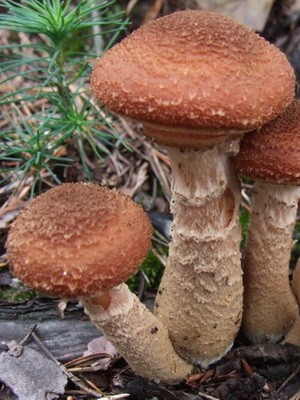 Edible spruce mushrooms: photo and description