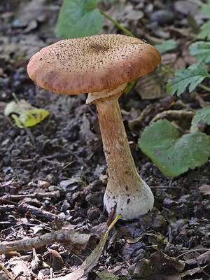 Edible spruce mushrooms: photo and description