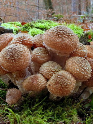 Edible spruce mushrooms: photo and description