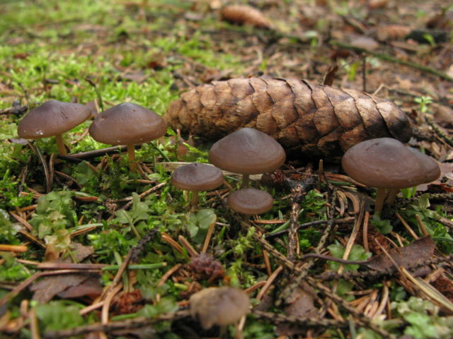 Edible strobiliurus: where it grows, what it looks like, consumption