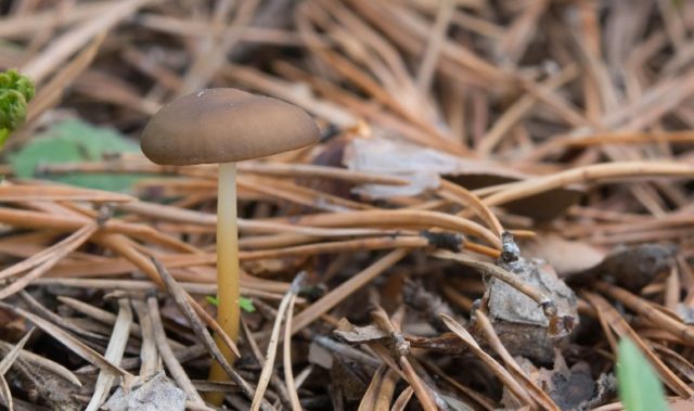 Edible strobiliurus: where it grows, what it looks like, consumption