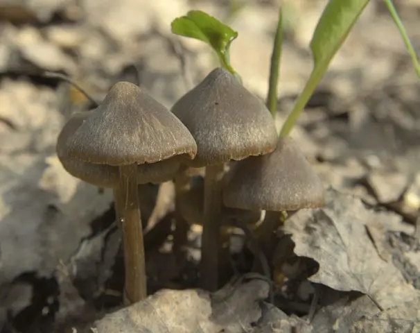 Edible strobiliurus: where it grows, what it looks like, consumption