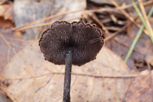 Edible strobiliurus: where it grows, what it looks like, consumption