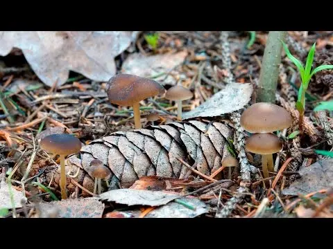 Edible strobiliurus: where it grows, what it looks like, consumption