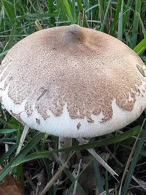 Edible umbrella mushrooms: photo and description