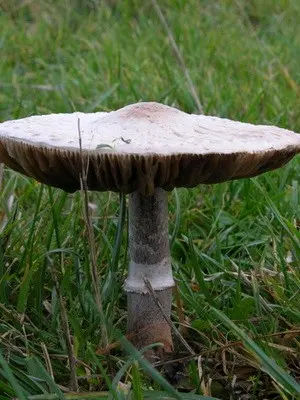 Edible umbrella mushrooms: photo and description