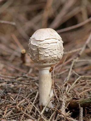 Edible umbrella mushrooms: photo and description