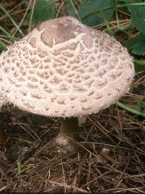 Edible umbrella mushrooms: photo and description