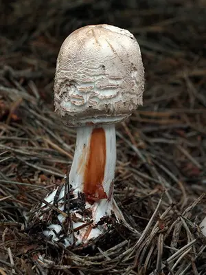 Edible umbrella mushrooms: photo and description