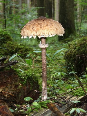 Edible umbrella mushrooms: photo and description