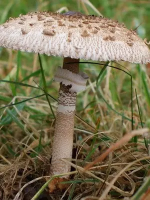 Edible umbrella mushrooms: photo and description