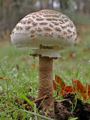 Edible umbrella mushrooms: photo and description