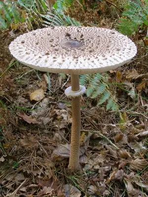 Edible umbrella mushrooms: photo and description