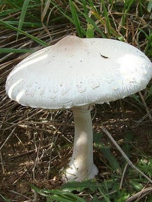 Edible umbrella mushrooms: photo and description