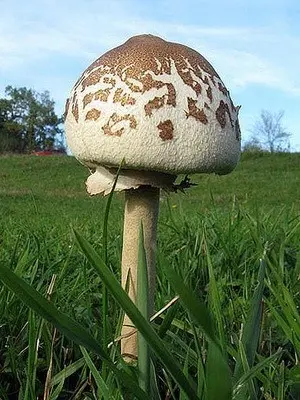 Edible umbrella mushrooms: photo and description