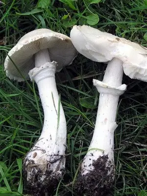 Edible umbrella mushrooms: photo and description