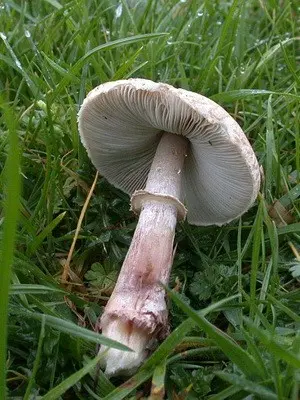 Edible umbrella mushrooms: photo and description