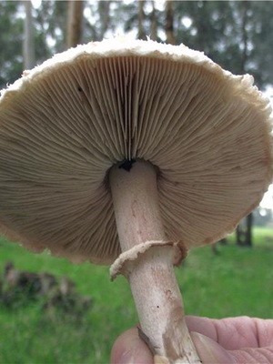 Edible umbrella mushrooms: photo and description