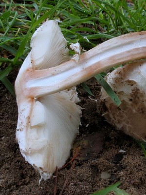 Edible umbrella mushrooms: photo and description