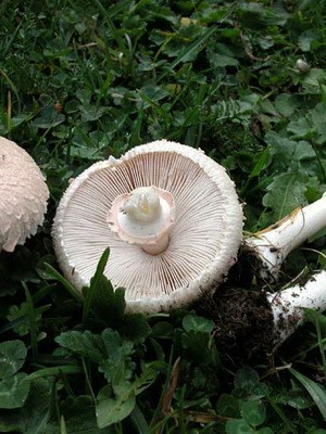 Edible umbrella mushrooms: photo and description