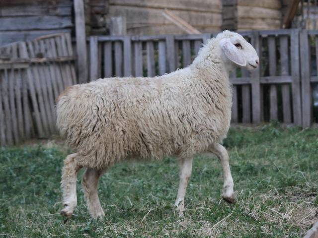 Edilbaevsky sheep: reviews, characteristics