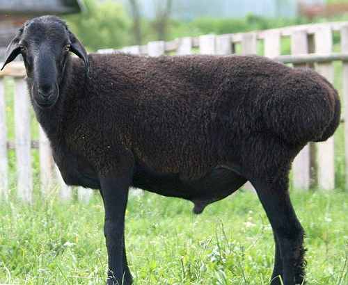 Edilbaevsky sheep: reviews, characteristics