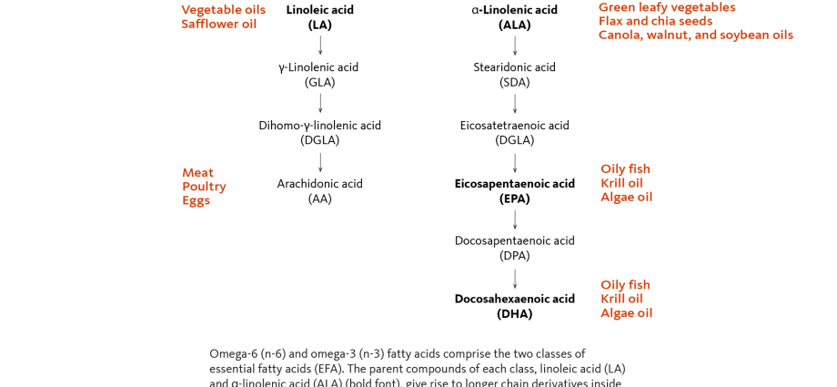 EFAs &#8211; types, functions, sources in the diet. What is the function of essential fatty acids? WE EXPLAIN