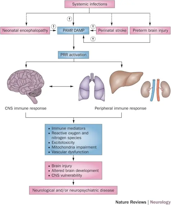 Effects of perinatal injuries as a cause of child development disorders