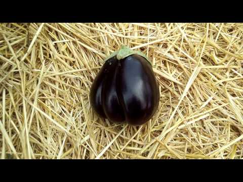 Eggplant Black handsome