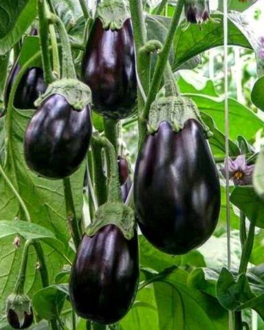 Eggplant Black handsome