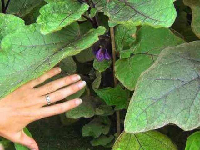 Eggplant Black handsome