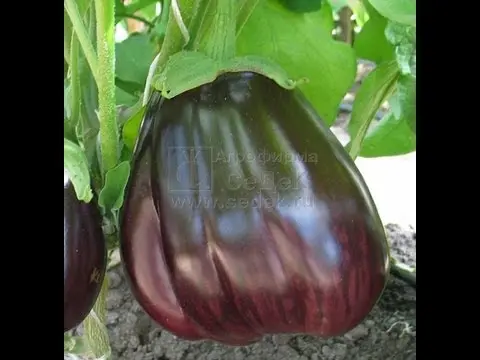 Eggplant Black Prince