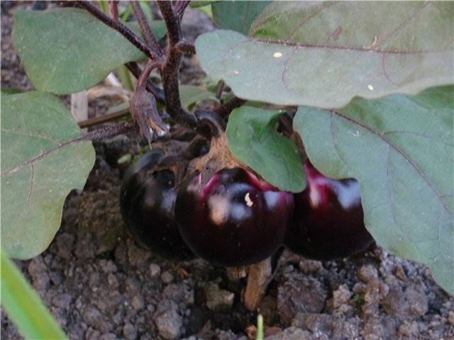 Eggplant Burzhuy