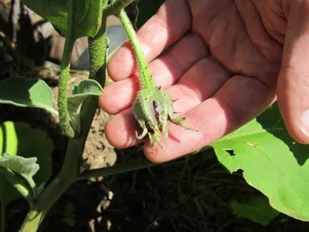 Eggplant care in a greenhouse: pinching scheme