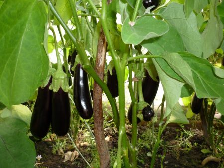 Eggplant care in a greenhouse: pinching scheme