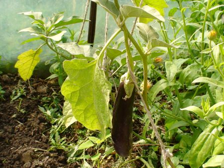 Eggplant care in a greenhouse: pinching scheme