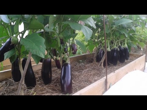 Eggplant care in a greenhouse: pinching scheme