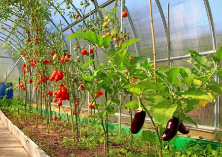 Eggplant care in a greenhouse: pinching scheme