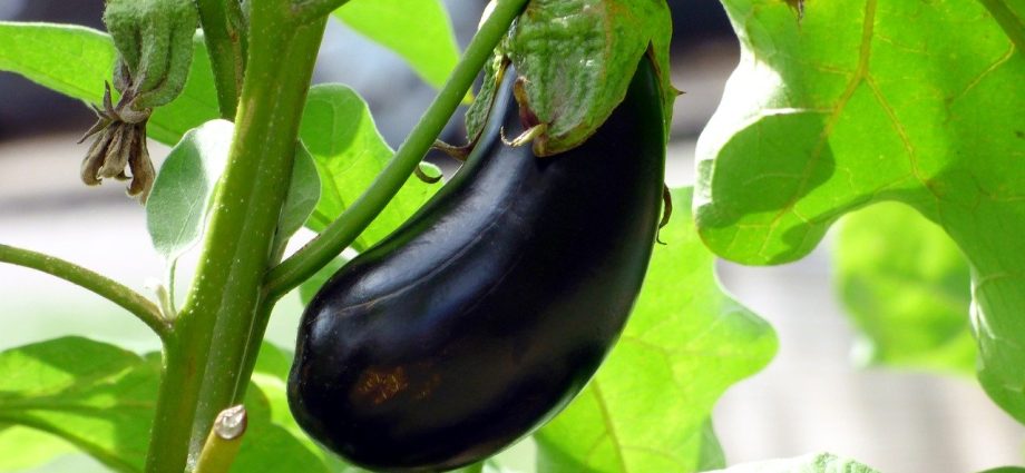 Eggplant care in a greenhouse: pinching scheme