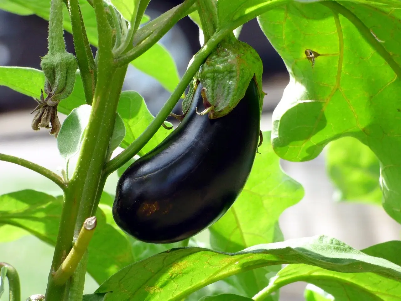 Eggplant care in a greenhouse: pinching scheme