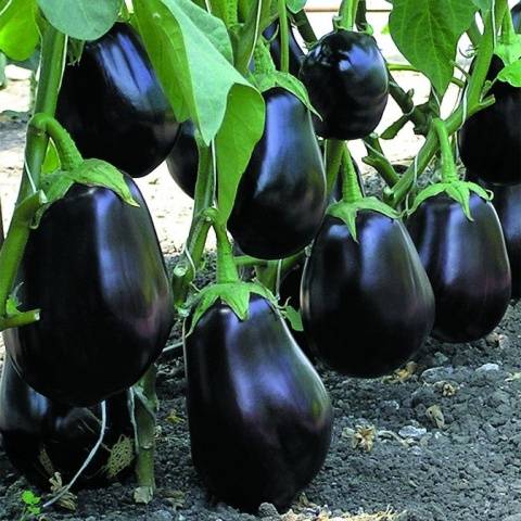 Eggplant Clorinda F1