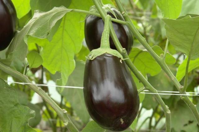 Eggplant Clorinda F1