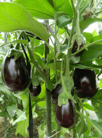 Eggplant Clorinda F1